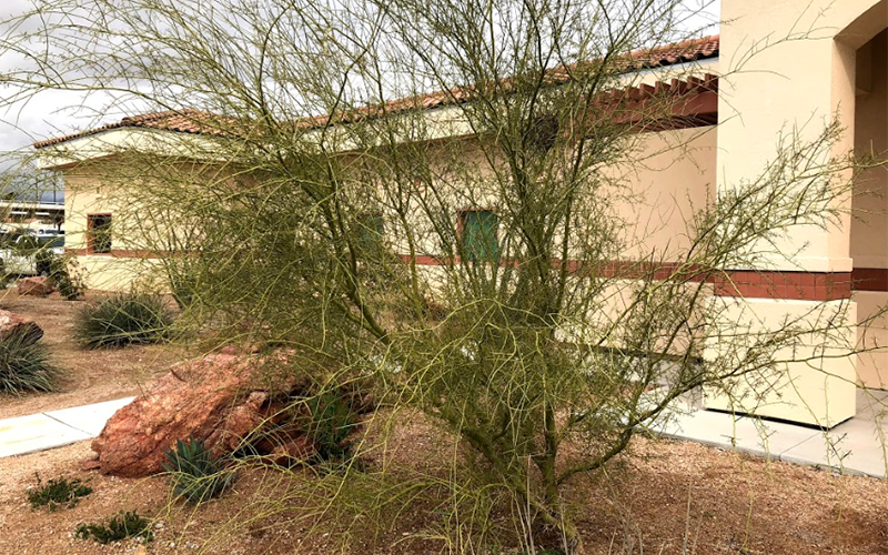 Little Leaf Palo Verde Tree.PNG Little Leaf Palo Verde Tree.PNG