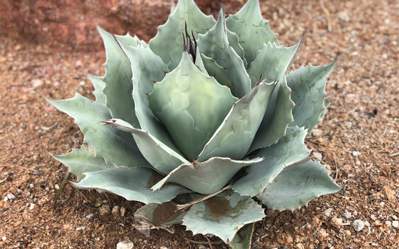 agave.PNG agave.PNG