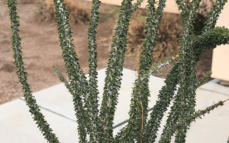 occotillo.jpg occotillo.jpg